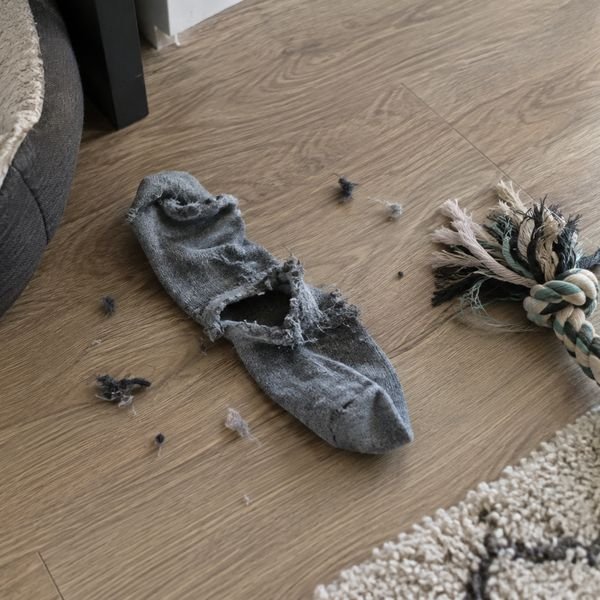 Eine angekaute Socke und Stofffetzen auf dem Boden
