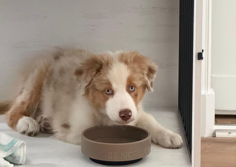 Mailo liegt in seiner Hundebox neben dem Napf