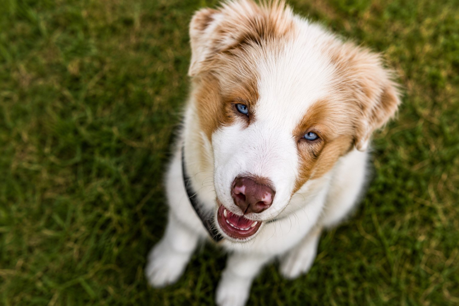 Australian-Shepherd-Welpe Mailo sitzt im Gras und blickt nach oben in die Kamera