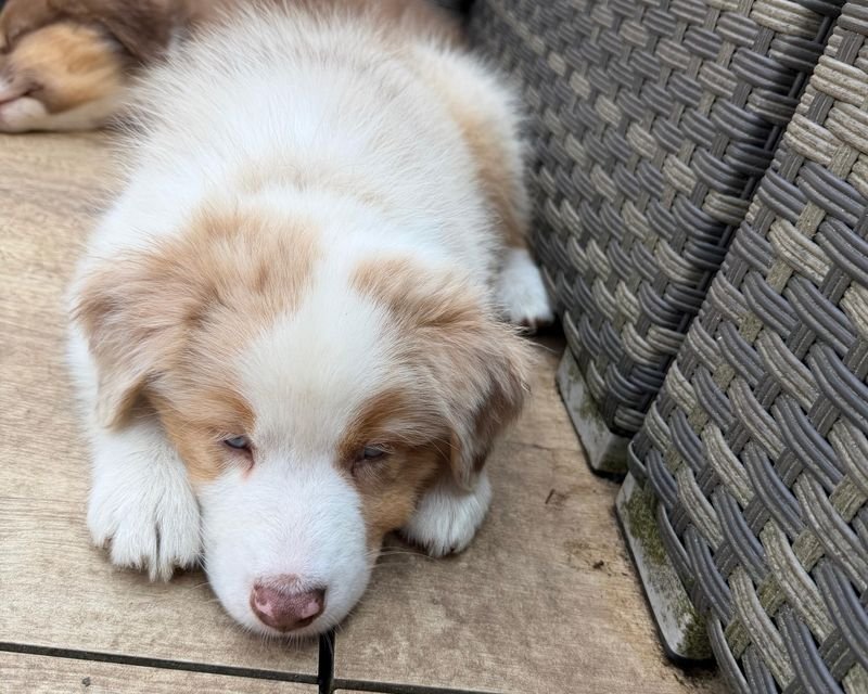 Mailo schläft auf der Terrasse
