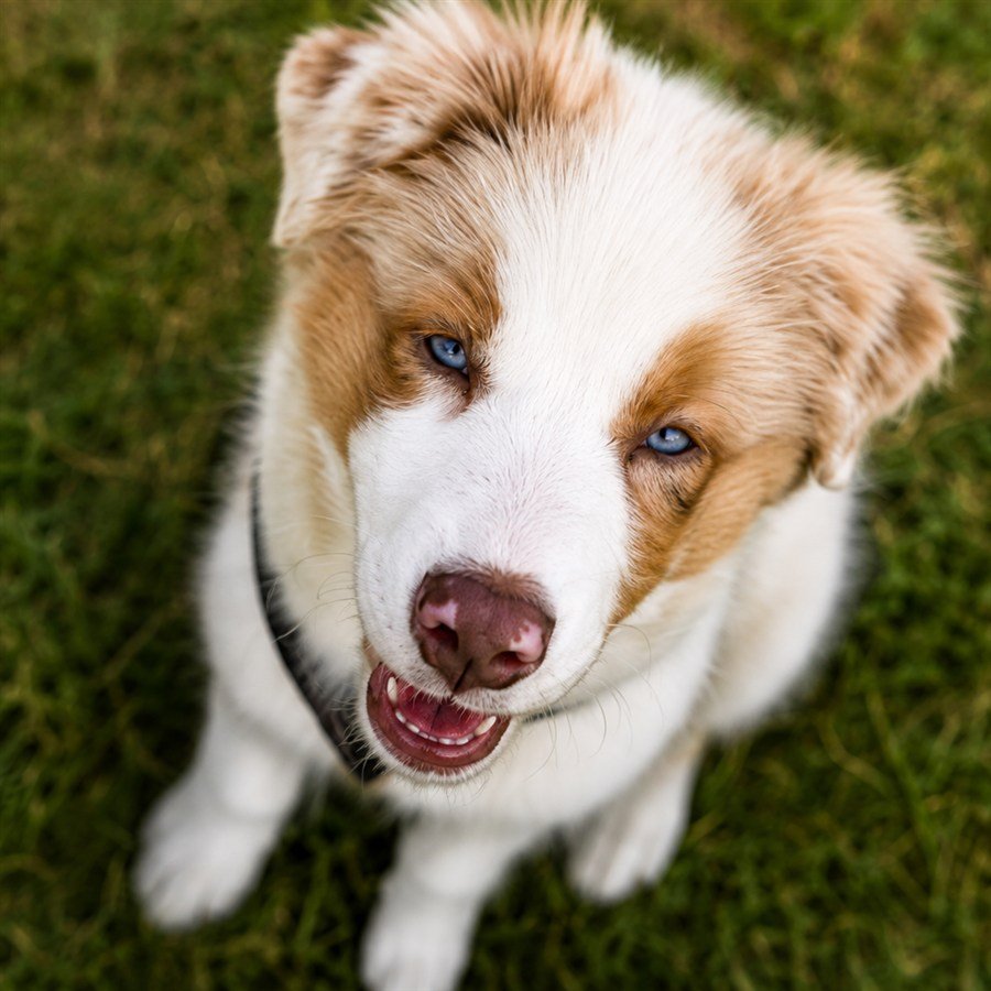 Australian-Shepherd-Welpe Mailo schaut in die Kamera