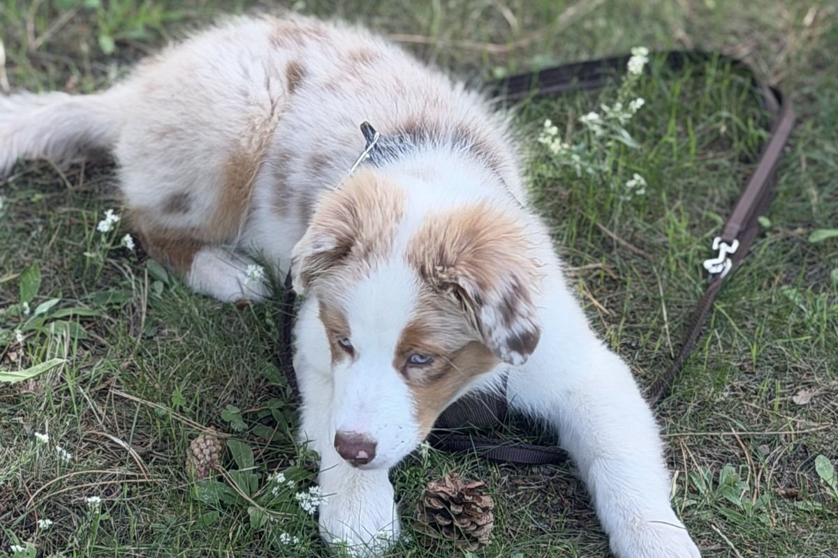 Mailo liegt im Gras, die Leine neben sich